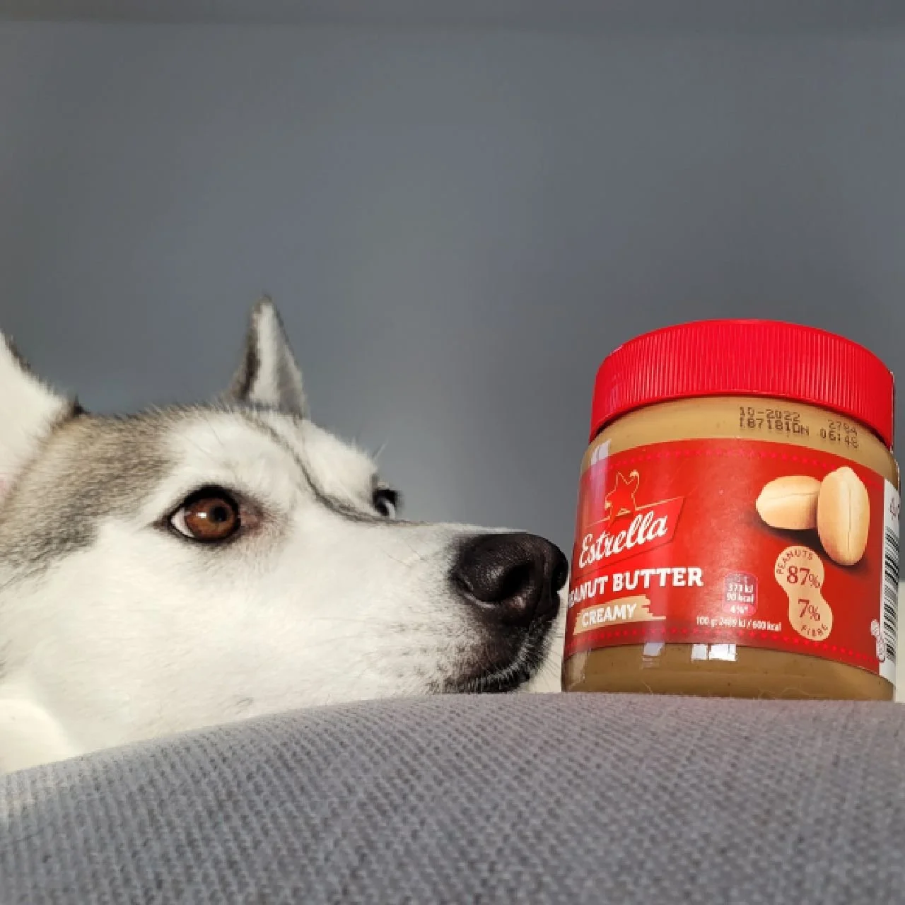 Peanut butter safe sales for dogs to eat